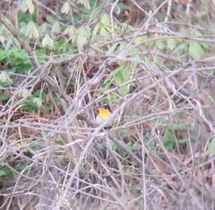 Ficedula