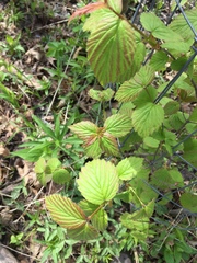 Viburnum rafinesqueanum