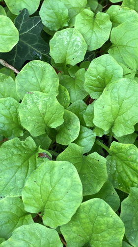 Lapsana communis