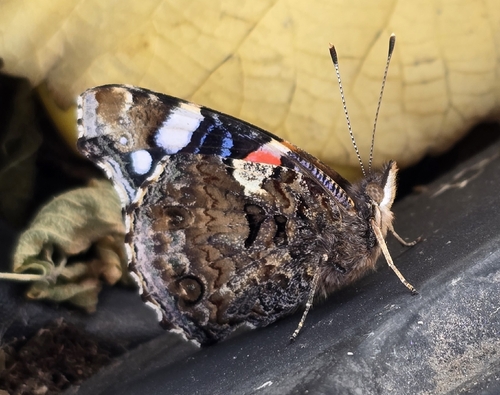 Red Admiral