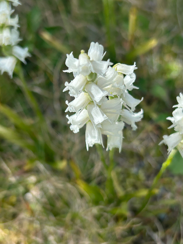 Appalachian ladies’ tresses