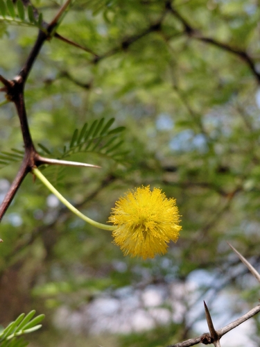 Vachellia erioloba