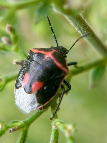 Twice-stabbed Stink Bug