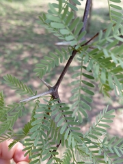 Vachellia erioloba, photograph (c) Brian du Preez, some rights reserved (CC BY-SA)
