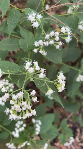 white snakeroot