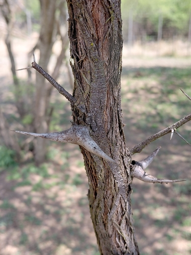 Vachellia erioloba, photograph 3