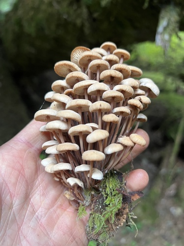 Connopus acervatus observed 2026-09-24