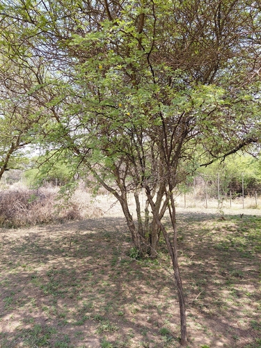 Vachellia erioloba, photograph 4