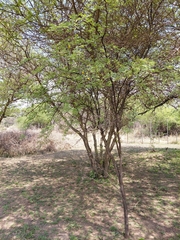 Vachellia erioloba, photograph (c) Brian du Preez, some rights reserved (CC BY-SA)