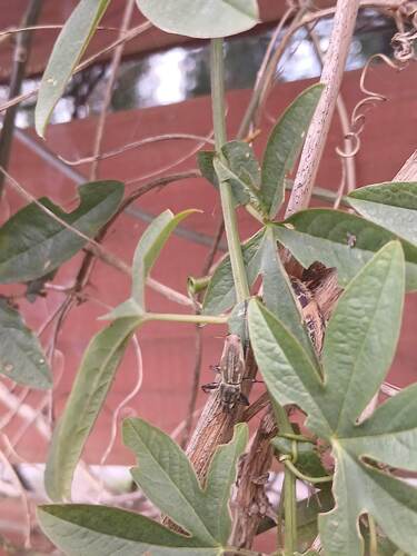 South American Fruit Tree Weevil