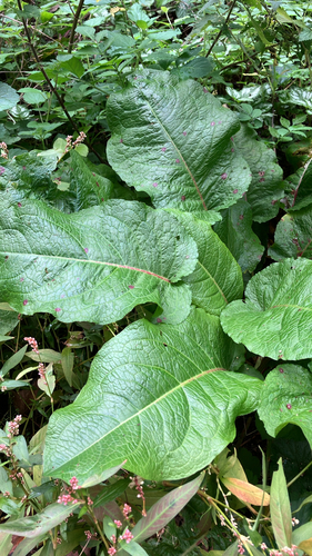 Rumex obtusifolius, photograph 4