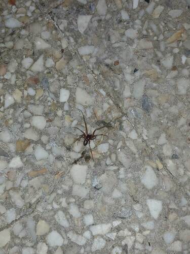 False Black Widow