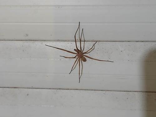 Southern House Spider