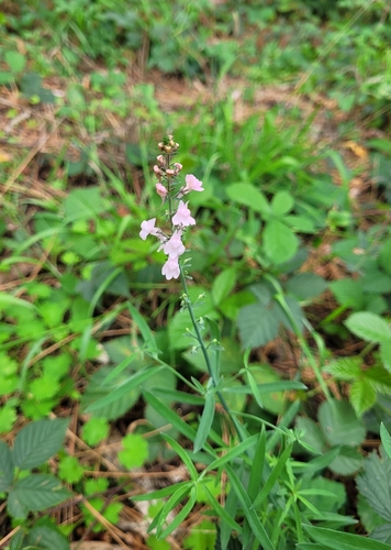 Purple Toadflax