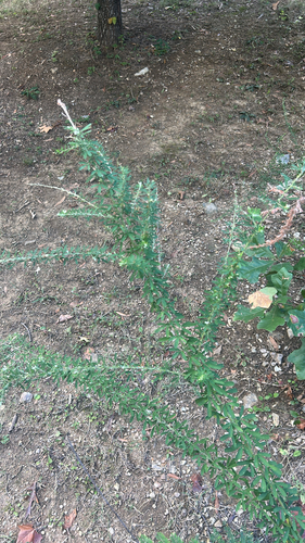 Chinese bushclover