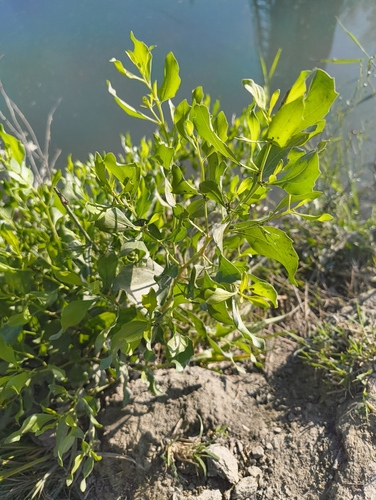groundsel tree