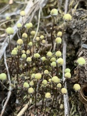 Mannia gracilis