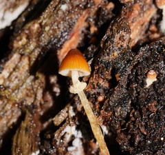 Conocybe filaris