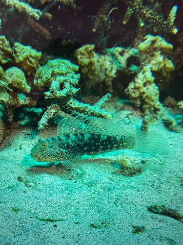 Exyrias belissimus observed 2026-09-25
