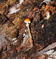 Conocybe filaris