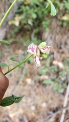 Hosackia stipularis ottleyi