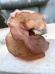 Auricularia auricula-judae