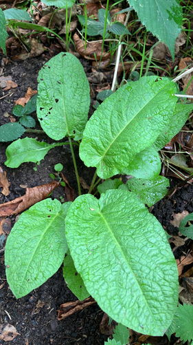 Rumex obtusifolius, photograph 3