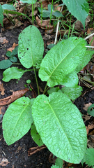 author not stated, no rights reserved Rumex obtusifolius, photograph author not stated, no rights reserved