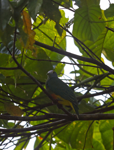 Ptilinopus coronulatus observed 2026-08-01