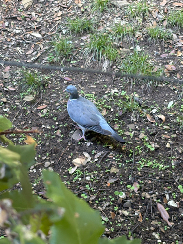 Common Wood-Pigeon