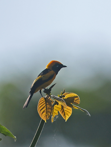 Carterornis chrysomela observed 2026-08-01