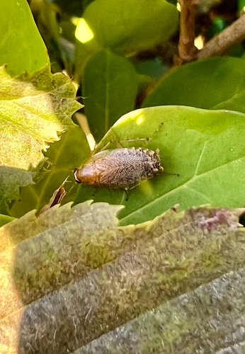 Variable Cockroach