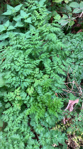 Anthriscus sylvestris, photograph 6