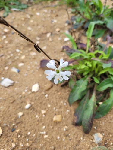 white campion