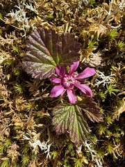 Rubus arcticus