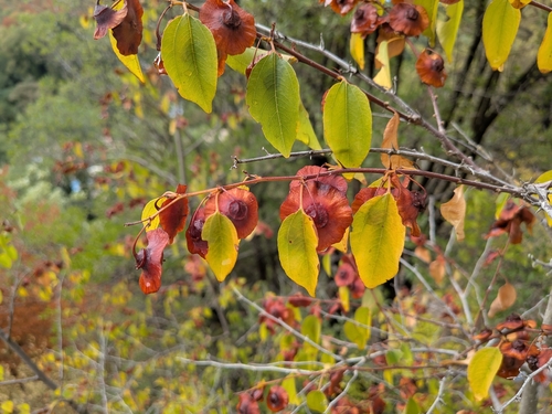Jerusalem Thorn