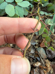 Senegalia nigrescens, photograph (c) Rebecca Ryen-Stols, some rights reserved (CC BY-SA)