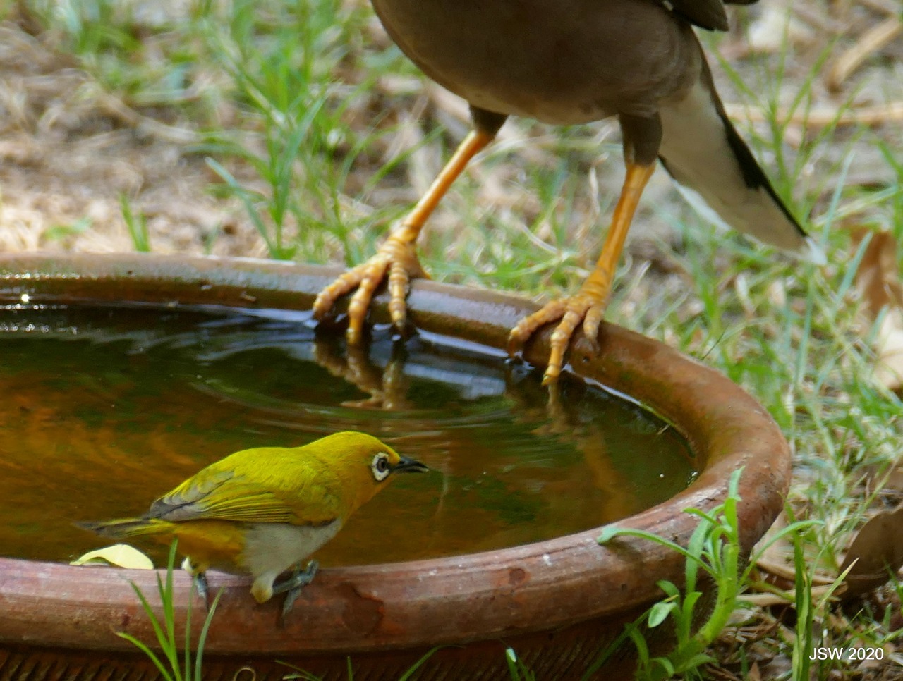Common Myna