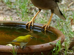 Acridotheres tristis