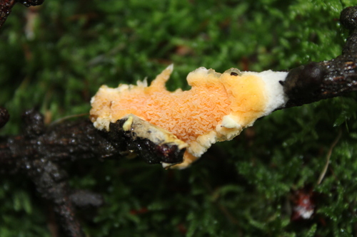 Mollusca observed 2026-09-24
