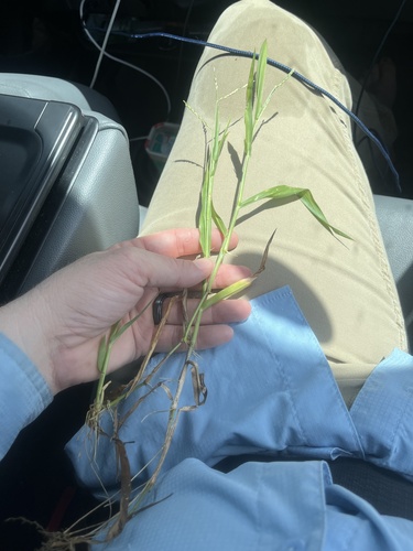 Urochloa subquadripara observed 2026-09-25