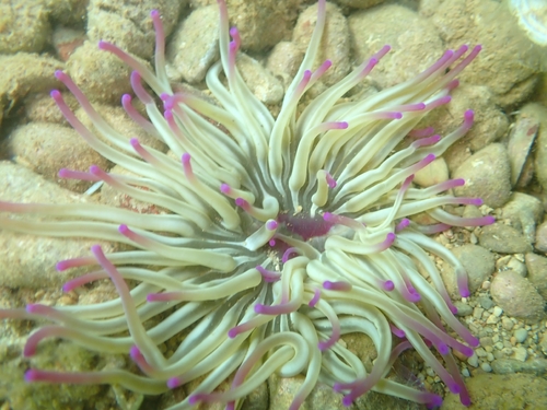 Golden Anemone