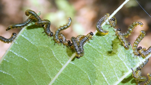 Hazel Sawfly