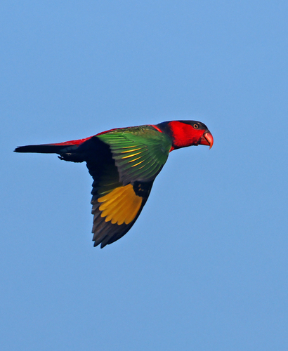 Lorius lory
