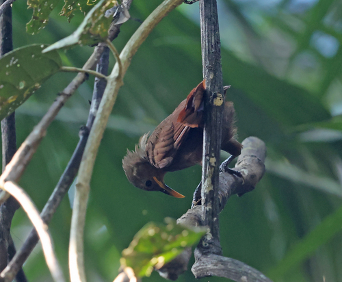 Garritornis isidorei observed 2026-08-02