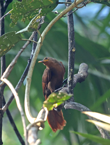 Garritornis isidorei observed 2026-08-02