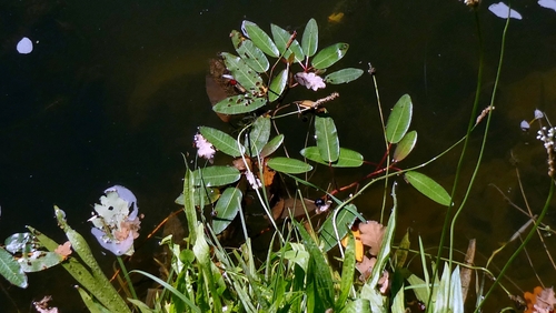 water smartweed
