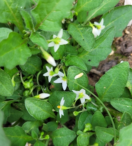 black nightshade