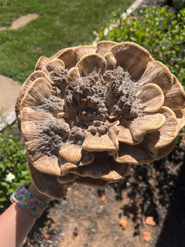 Black-staining Polypore