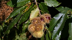 Castanea sativa, photograph author not stated, no rights reserved